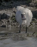 Spatule blanche (Platalea leucorodia)