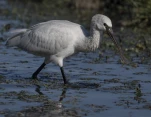 Spatule blanche (Platalea leucorodia)