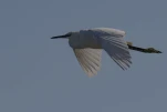 Aigrette garzette (Egretta garzetta)