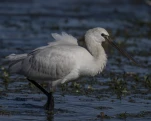Spatule blanche (Platalea leucorodia)