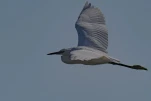 Aigrette garzette (Egretta garzetta)