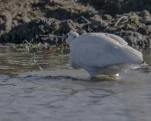 Spatule blanche (Platalea leucorodia)