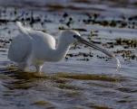 Spatule blanche (Platalea leucorodia)