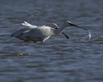Spatule blanche (Platalea leucorodia)