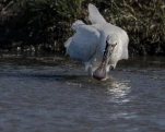 Spatule blanche (Platalea leucorodia)