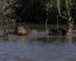 Canard chipeau