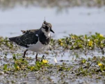 Vanneau huppé (Vanellus vanellus)