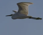 Aigrette garzette (Egretta garzetta)