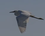 Aigrette garzette (Egretta garzetta)