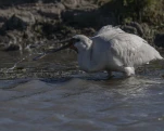 Spatule blanche (Platalea leucorodia)