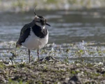 Vanneau huppé (Vanellus vanellus)