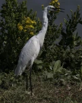 Héron cendré Ardea cinerea - Grey Heron