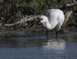 Spatule blanche (Platalea leucorodia)