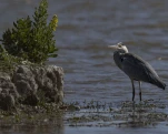 Héron cendré Ardea cinerea - Grey Heron
