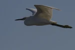 Aigrette garzette (Egretta garzetta)