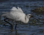 Spatule blanche (Platalea leucorodia)