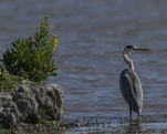 Héron cendré Ardea cinerea - Grey Heron