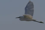 Aigrette garzette (Egretta garzetta)