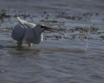 Spatule blanche (Platalea leucorodia)