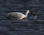 Spatule blanche (Platalea leucorodia)