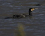 Grand Cormoran (Phalacrocorax carbo) ou Cormoran commun