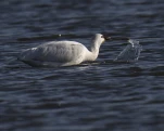Spatule blanche (Platalea leucorodia)