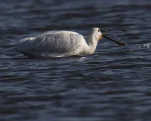 Spatule blanche (Platalea leucorodia)