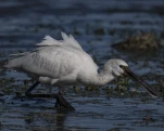 Spatule blanche (Platalea leucorodia)