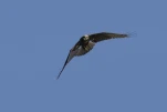 Busard des roseaux (Circus aeruginosus)