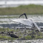 Ibis sacré (Threskiornis aethiopicus)