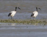 Ibis sacré (Threskiornis aethiopicus)