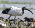 Ibis sacré (Threskiornis aethiopicus)