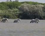 Camargue (cheval)