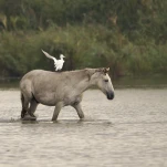 Camargue (cheval)