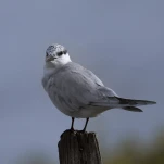 Guifette moustac (Chlidonias hybrida)