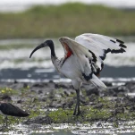Ibis sacré (Threskiornis aethiopicus)
