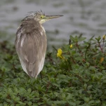 Crabier chevelu (Ardeola ralloides) ou héron crabier