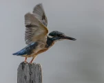 Martin-pêcheur d'Europe (Alcedo atthis)