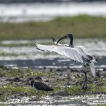 Ibis sacré (Threskiornis aethiopicus)