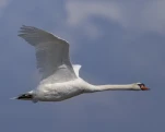 Cygne tuberculé ou Cygne muet (Cygnus olor)