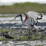 Ibis sacré (Threskiornis aethiopicus)