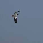 Vanneau huppé (Vanellus vanellus)