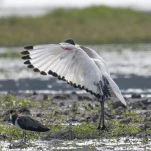 Ibis sacré (Threskiornis aethiopicus)