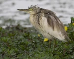 Crabier chevelu (Ardeola ralloides) ou héron crabier