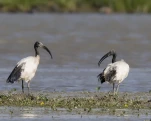 Ibis sacré (Threskiornis aethiopicus)