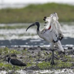 Ibis sacré (Threskiornis aethiopicus)
