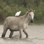 Camargue (cheval)