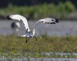 Ibis sacré (Threskiornis aethiopicus)
