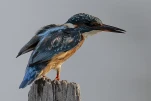Martin-pêcheur d'Europe (Alcedo atthis)