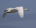 Cygne tuberculé ou Cygne muet (Cygnus olor)